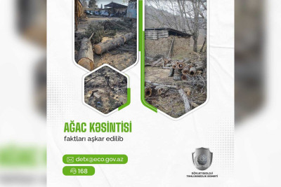 Lənkəranda ağacların qanunsuz kəsildiyi aşkar olunub