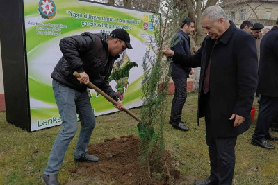 Cənub bölgəsində ağacəkmə aksiyası davam edir