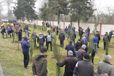 Lənkəranda növbəti ağacəkmə aksiyası keçirilib
