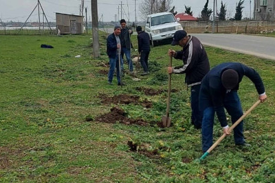Masallıda ağacəkmə kampaniyası baş tutub