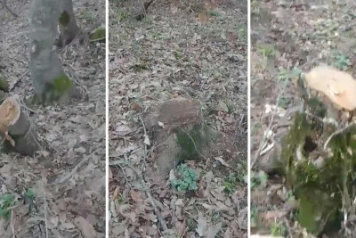 Cəlilabad meşələrində ağacların kəsilməsi ilə bağlı rəsmi açıqlama