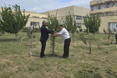 Cəlilabadda ağacəkmə aksiyası keçirilib