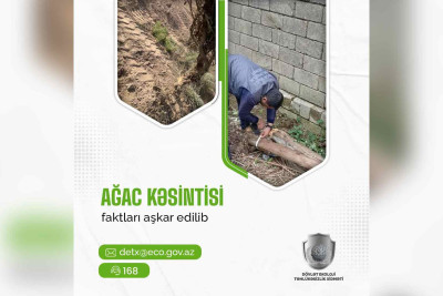 Lənkəranda Mədəniyyət Evinin qarşısındakı ağacları kəsən şəxs cəzalandırılıb