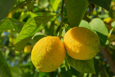 Lənkəranda limon bağına dəymiş zərər qiymətləndirilir