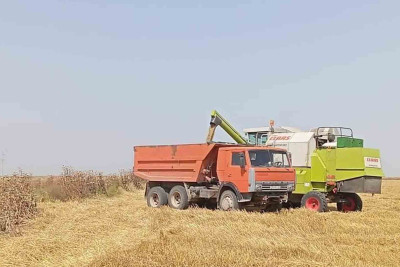 Cəlilabadda taxıl sahələri artıb