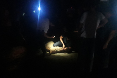 Cəlilabadda yük avtomobili qoyun sürüsünə çarpılıb