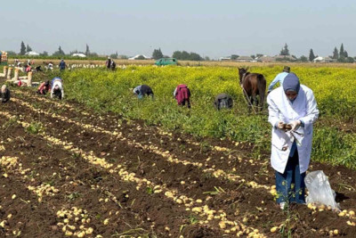 Masallı və Cəlilabadda kartofçuluq təsərrüfatlarında zərərli orqanizmlər aşkarlanıb
