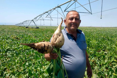 Cəlilabadda şəkər çuğundurunun əkini artıb