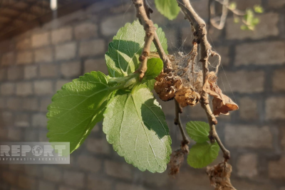 Biləsuvarda qeyri-adi təbiət hadisəsi