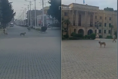 Masallıda sahibsiz küçə itləri sakinləri qorxuya salıb