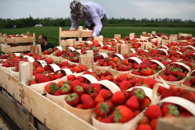 Cəlilabad çiyələyi əsasən xaricə göndərilib