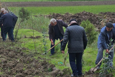 Masallıda ağacəkmə aksiyaları davam edir