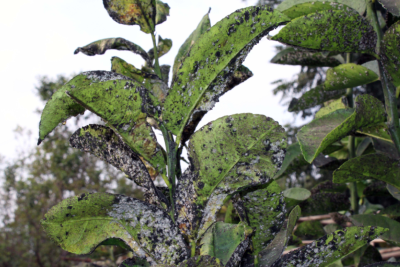 Astara bağları barsız qaldı - SƏBƏB