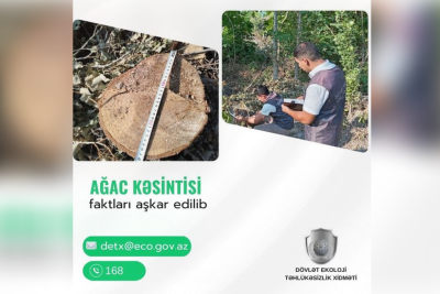 Lənkəranda ağaclar qanunsuz kəsilib