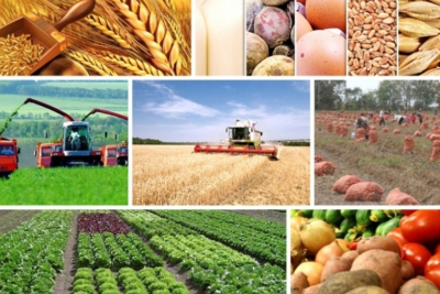 Masallıda kənd təsərrüfatında artım müşahidə olunur