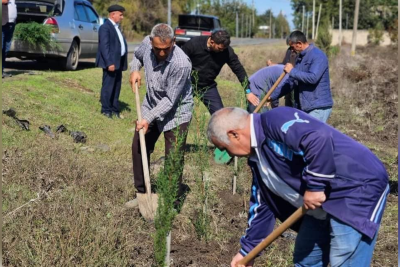 Masallıda kütləvi ağacəkmə aksiyası davam edir