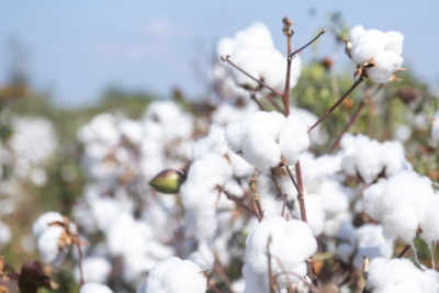 Cəlilabadda pambıq yığımı başlayıb