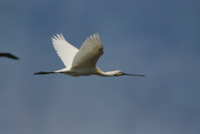 Qızılağac quşların daha çox müşahidə edildiyi milli parklardandır