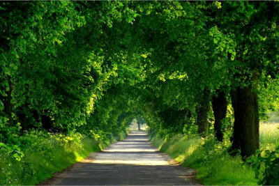 Yaşıllıqları məhv edənlər 8 ilədək azadlıqdan məhrum edilə bilərlər