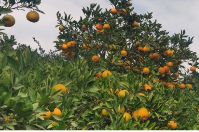 Astarada mandarin yığımı davam edir - VİDEO