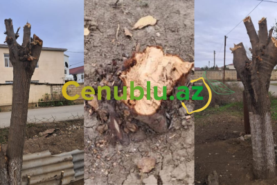 Biləsuvarda ətraf mühitə ziyan vuranlar cəzalandırıldılar