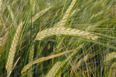 Biləsuvarda arpa əkini başlayıb