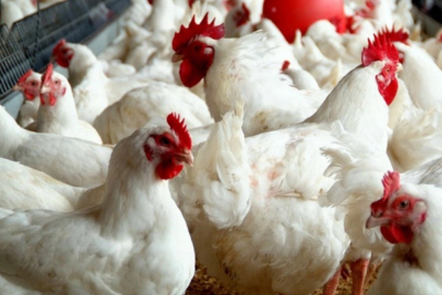 ÜHST: Azərbaycanda yüksək patogen "quş qripi" xəstəliyi yoxdur