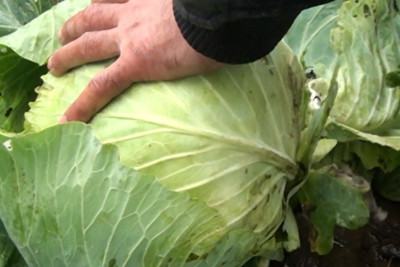 Cəlilabadda payızlıq kələmin yığımına başlanılıb