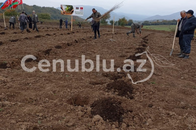 Masallıda minlərlə ağac əkilib