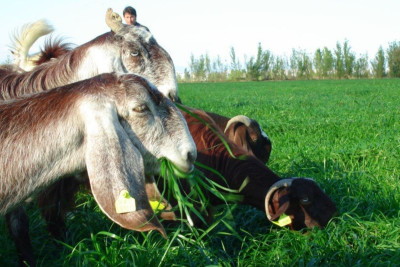 Biləsuvarda yem bitkilərinin məhsuldarlığı azalıb