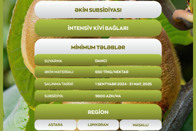 Cənubluların nəzərinə: kivi bağları salan fermerlərə əkin subsidiyası veriləcək