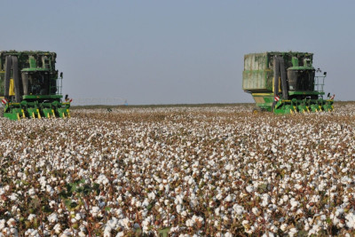 Biləsuvarda pambıq yığımının məhsuldarlığı artıb