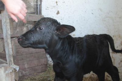 Camış balasına görə 100 manat subsidiya veriləcək