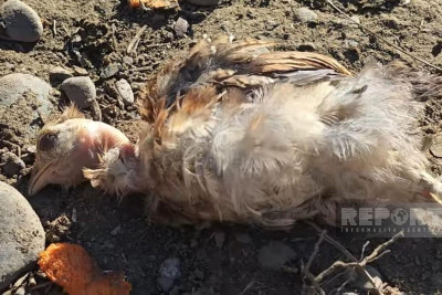 Biləsuvarda ev quşları kütləvi şəkildə tələf olub