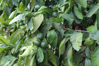 Naringini həftədə neçə dəfə yemək lazımdır? - VİDEO