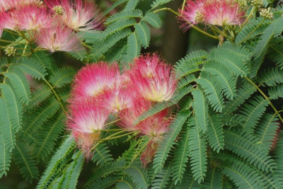 Azərbaycanın endemik bitkisi: Lənkəran akasiyası