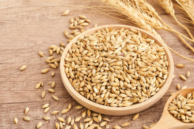 Cəlilabadda buğda səpini rekord göstəriciyə çatıb