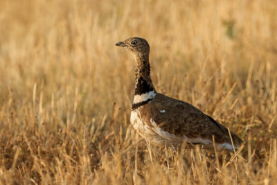 Ərəblər Biləsuvarda "Qırmızı Kitab"a düşən quşları ovlayırlar? - VİDEO