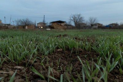 Lənkəranda torpaq bahalaşır - VİDEO