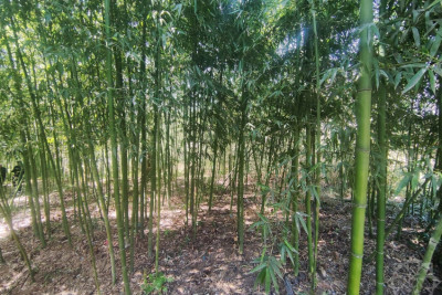 Azərbaycandakı yeganə bambuk bağı - VİDEO