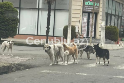 İcra Hakimiyyətindən sakinlərin itlərlə bağlı ŞİKAYƏTİNƏ ÖZƏL AÇIQLAMA - VİDEO