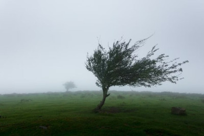 Küləkli hava şəraiti ilə bağlı sarı xəbərdarlıq edilib