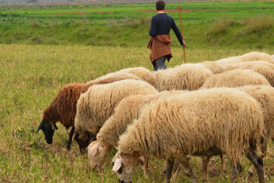 Azərbaycanda çobanlar "yoxa çıxıb" - Fermerlər NARAHATDIR