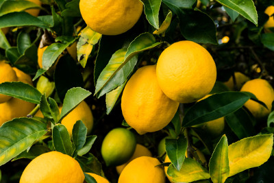 Lənkəranda limon bağları şaxtalı havalardan necə mühafizə olunur?