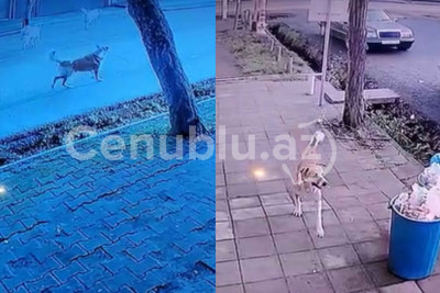 Lənkəranda sahibsiz itlər küçələrə sahib çıxmaq üzrədir - VİDEO