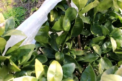 Fermerlər ağacları şaxtadan qorumaq üçün bu üsuldan istifadə edirlər - VİDEO