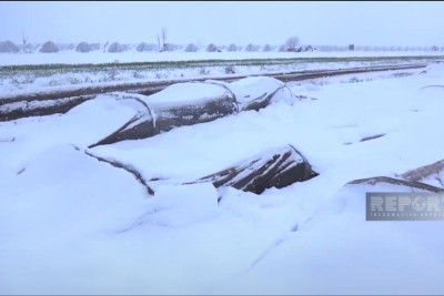 Cəlilabadda yağan qar kənd təsərrüfatına ziyan vurub - VİDEO
