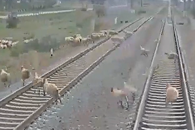 2 ayda 7 heyvan qatarla toqquşub - VİDEO