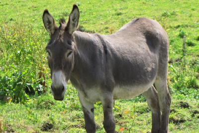 Azərbaycanda eşşəklər azalır