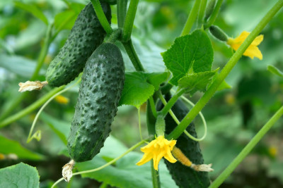 Azərbaycanda xiyar ən çox hansı rayonlarda yetişdirilib?